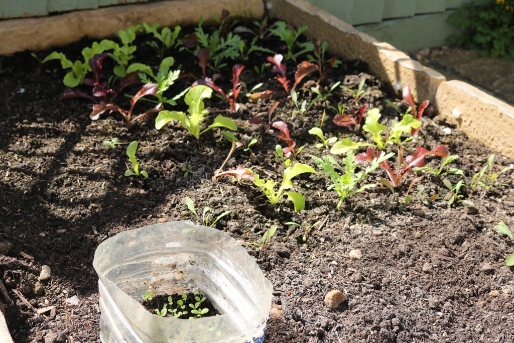 More-Planting-Lettuce
