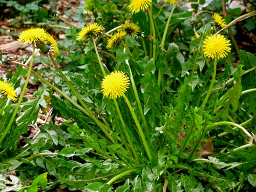 Dandelion Leaves - Bitter and good for you
